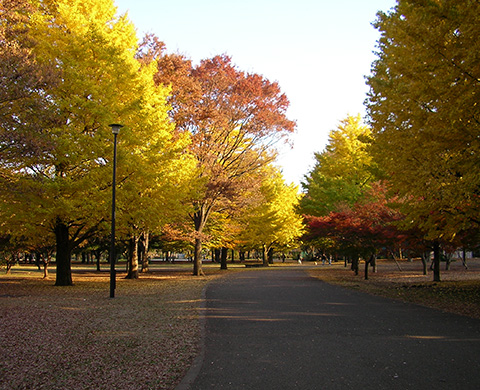 小金井公園の画像