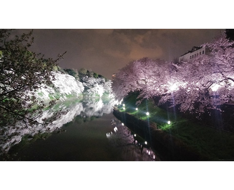 千鳥ヶ淵の桜（ちどりがふちのさくら）の画像