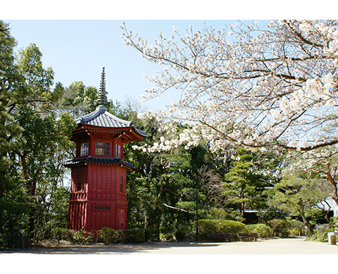 哲学堂公園と周辺の桜並木の画像