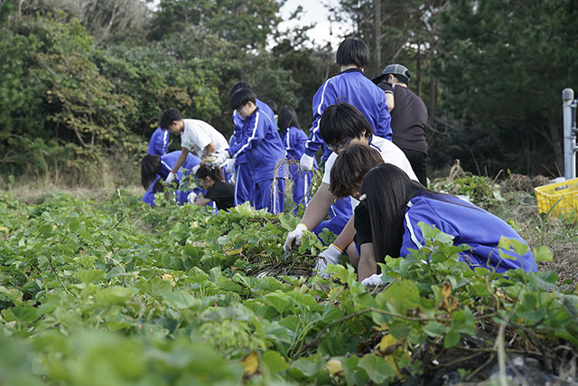 都立新島高校の生徒による収穫風景